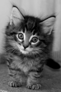 http://placekitten.com/g/200/300